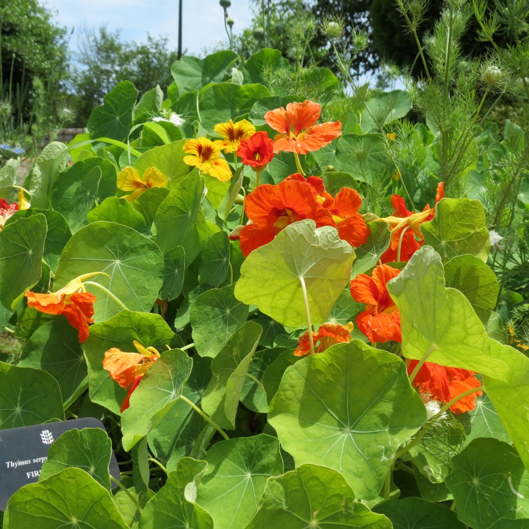 Georgia State Botanical Gardens near Athens 51 of 69 (#9210)