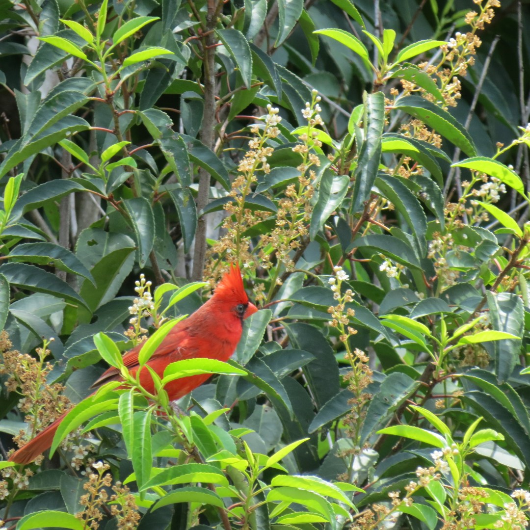 Georgia State Botanical Gardens near Athens 53 of 69 (#9212)
