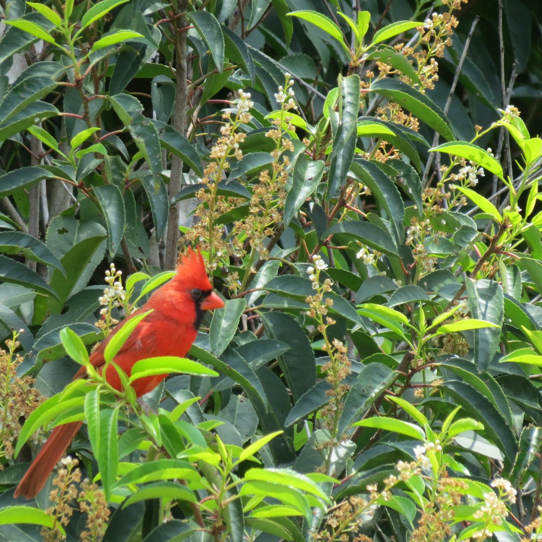 Georgia State Botanical Gardens near Athens 54 of 69 (#9213)