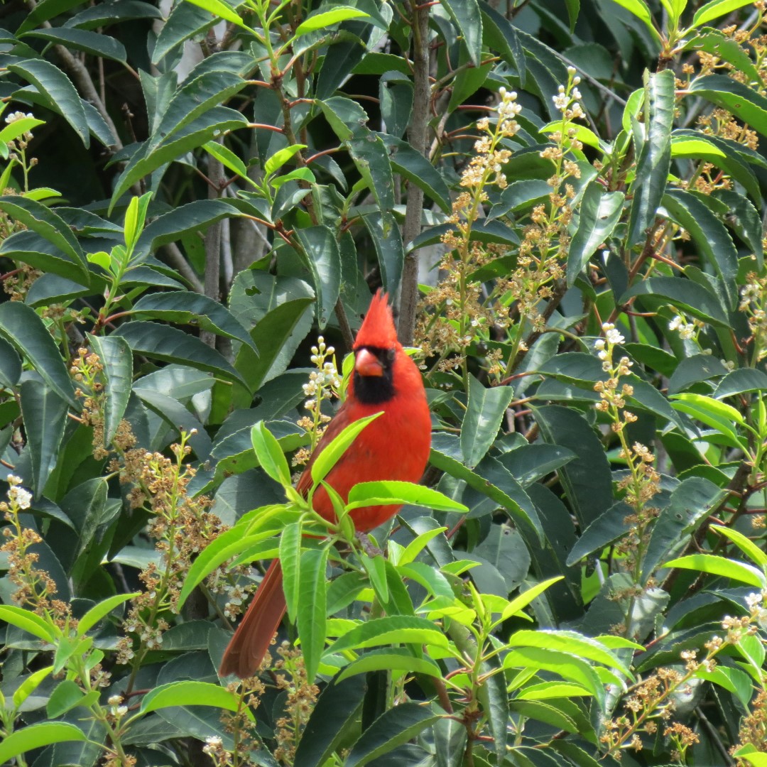 Georgia State Botanical Gardens near Athens 56 of 69 (#9215)