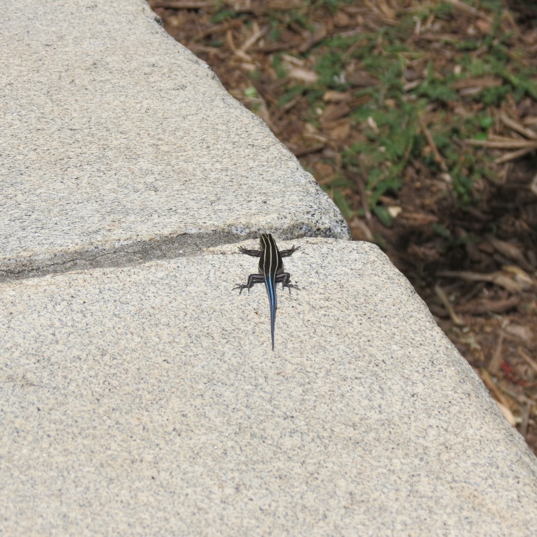 Georgia State Botanical Gardens near Athens 58 of 69 (#9217)