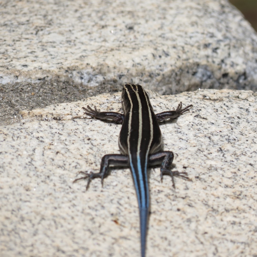 Georgia State Botanical Gardens near Athens 60 of 69 (#9219)