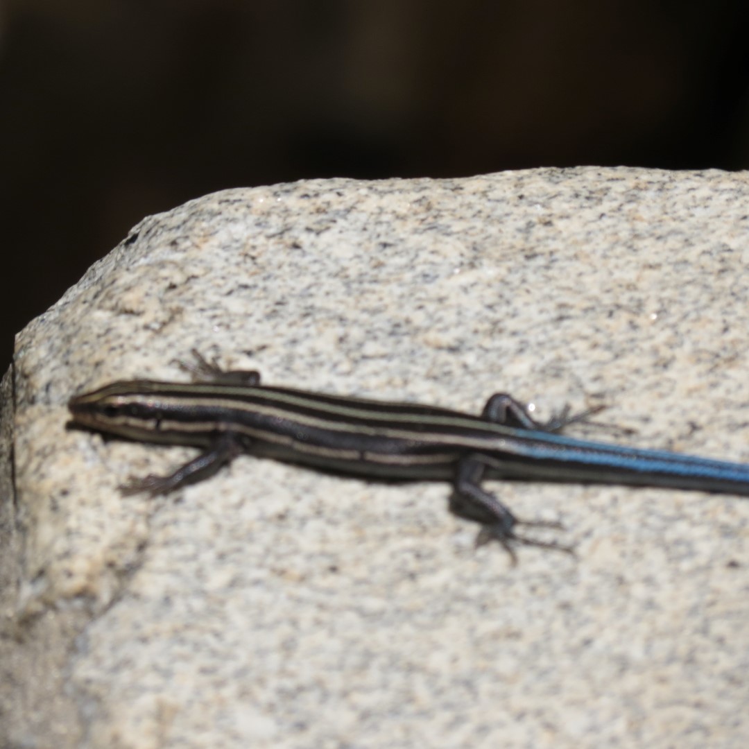 Georgia State Botanical Gardens near Athens 61 of 69 (#9220)