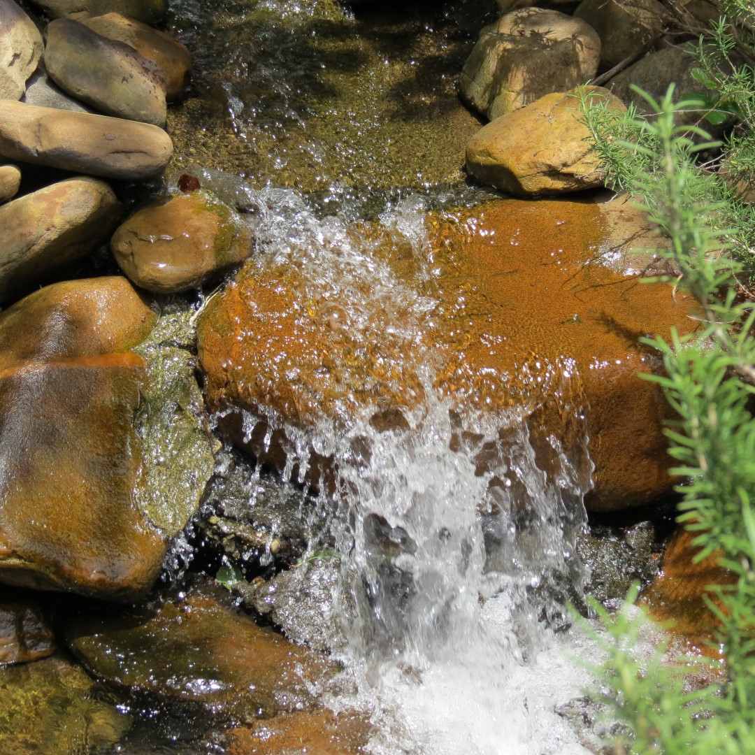 Georgia State Botanical Gardens near Athens 63 of 69 (#9222)