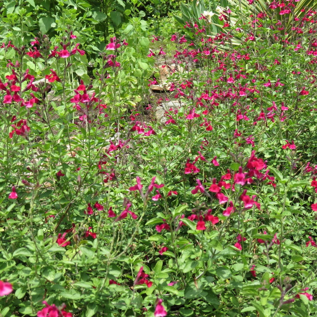 Georgia State Botanical Gardens near Athens 65 of 69 (#9224)