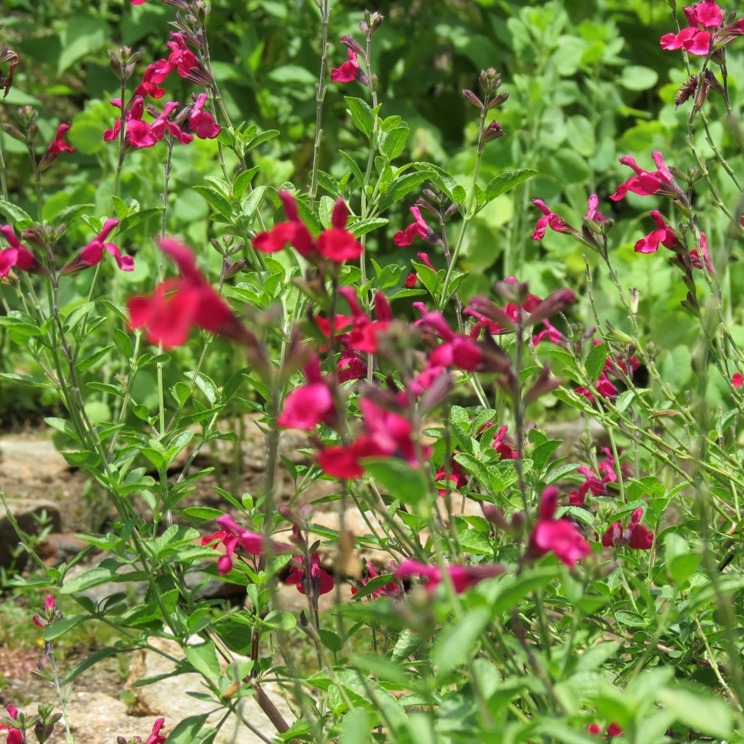 Georgia State Botanical Gardens near Athens 66 of 69 (#9225)