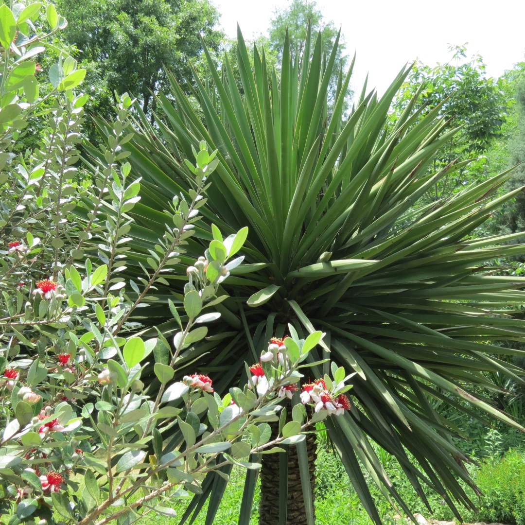 Georgia State Botanical Gardens near Athens 68 of 69 (#9227)