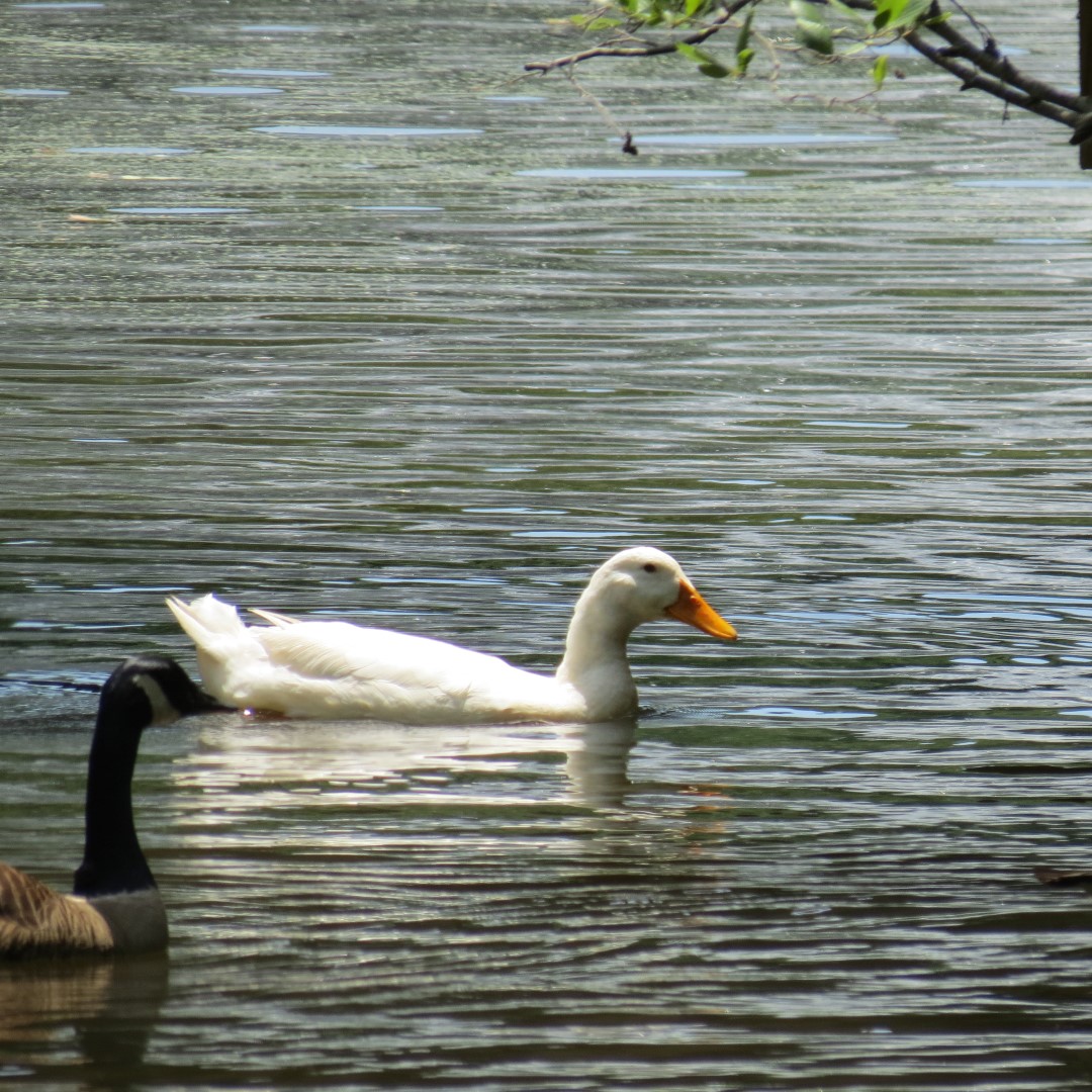 Memorial Park in Athens  7 of 15 (#9239)