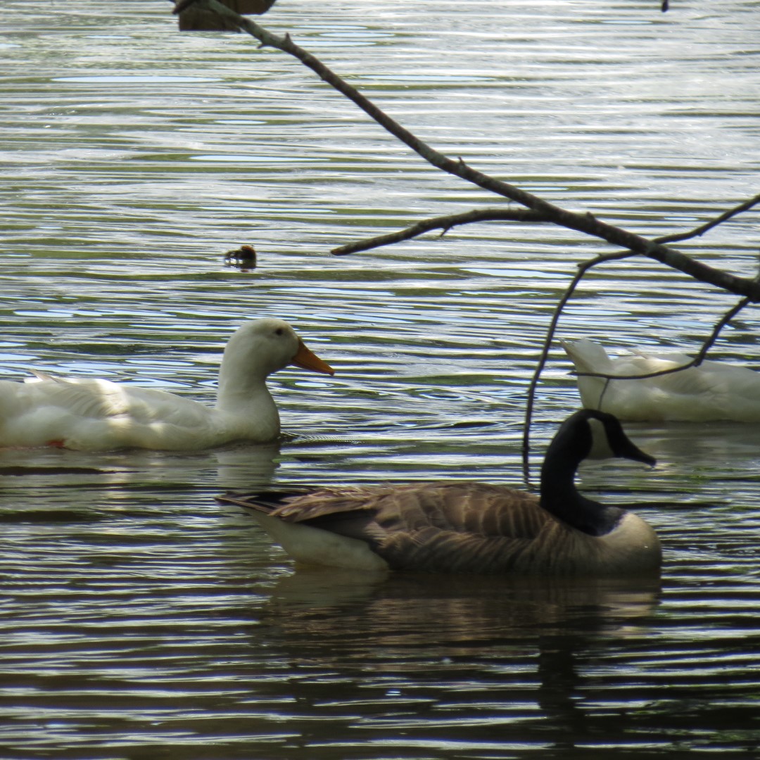 Memorial Park in Athens  8 of 15 (#9240)