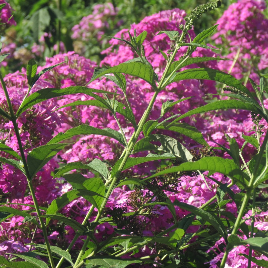 George Washington Carver National Memorial south of Diamond MO  4 of 31 (#9445)