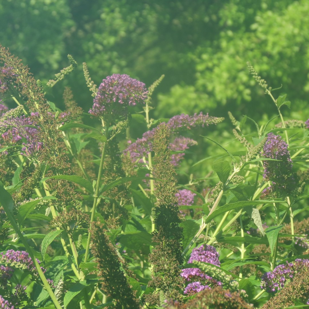 George Washington Carver National Memorial south of Diamond MO  6 of 31 (#9447)