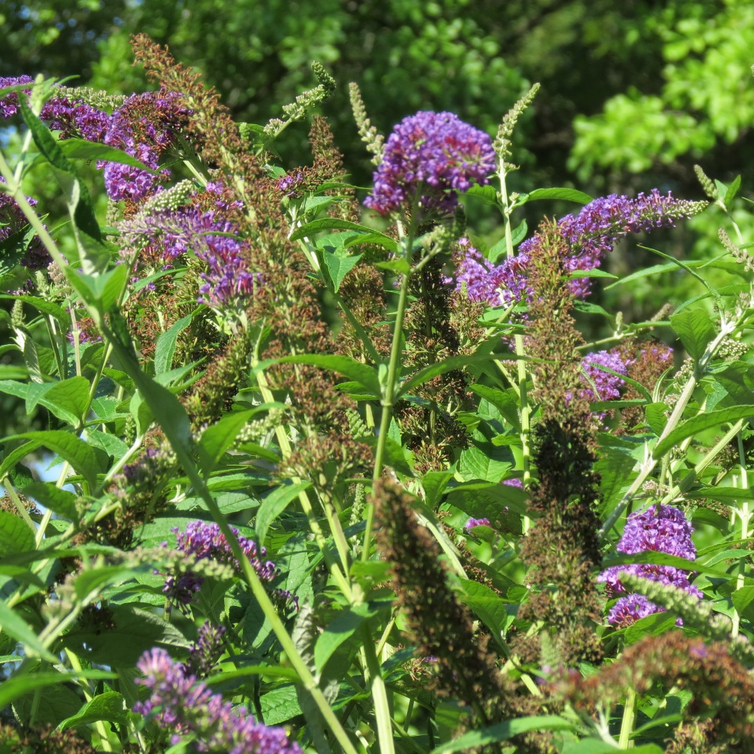 George Washington Carver National Memorial south of Diamond MO  7 of 31 (#9448)
