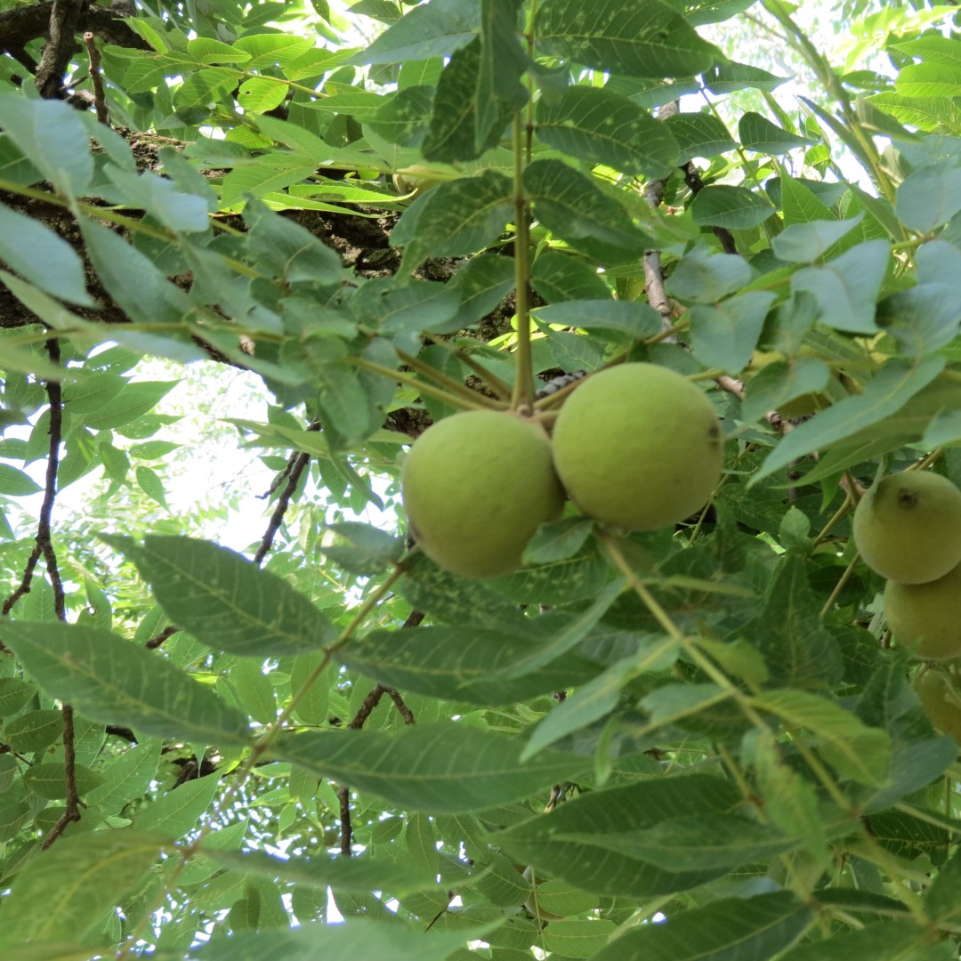 George Washington Carver National Memorial south of Diamond MO  8 of 31 (#9449)