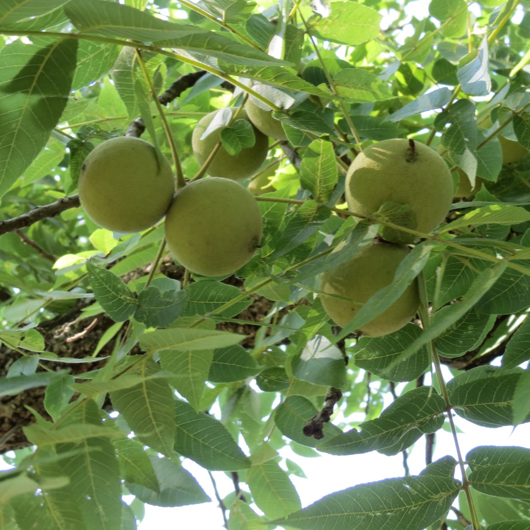 George Washington Carver National Memorial south of Diamond MO  9 of 31 (#9450)