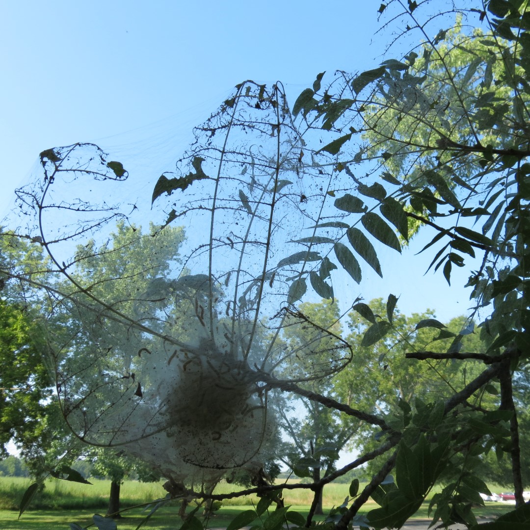 George Washington Carver National Memorial south of Diamond MO 10 of 31 (#9451)