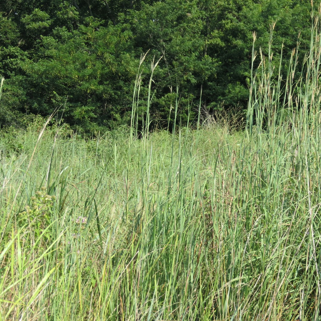 George Washington Carver National Memorial south of Diamond MO 24 of 31 (#9465)