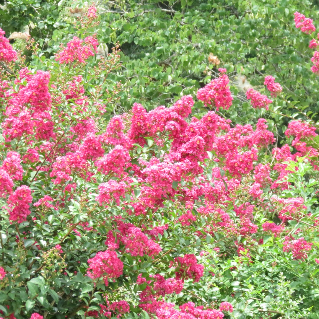 Pittsburg State University in Pittsburg KS  5 of  5 (#9490)