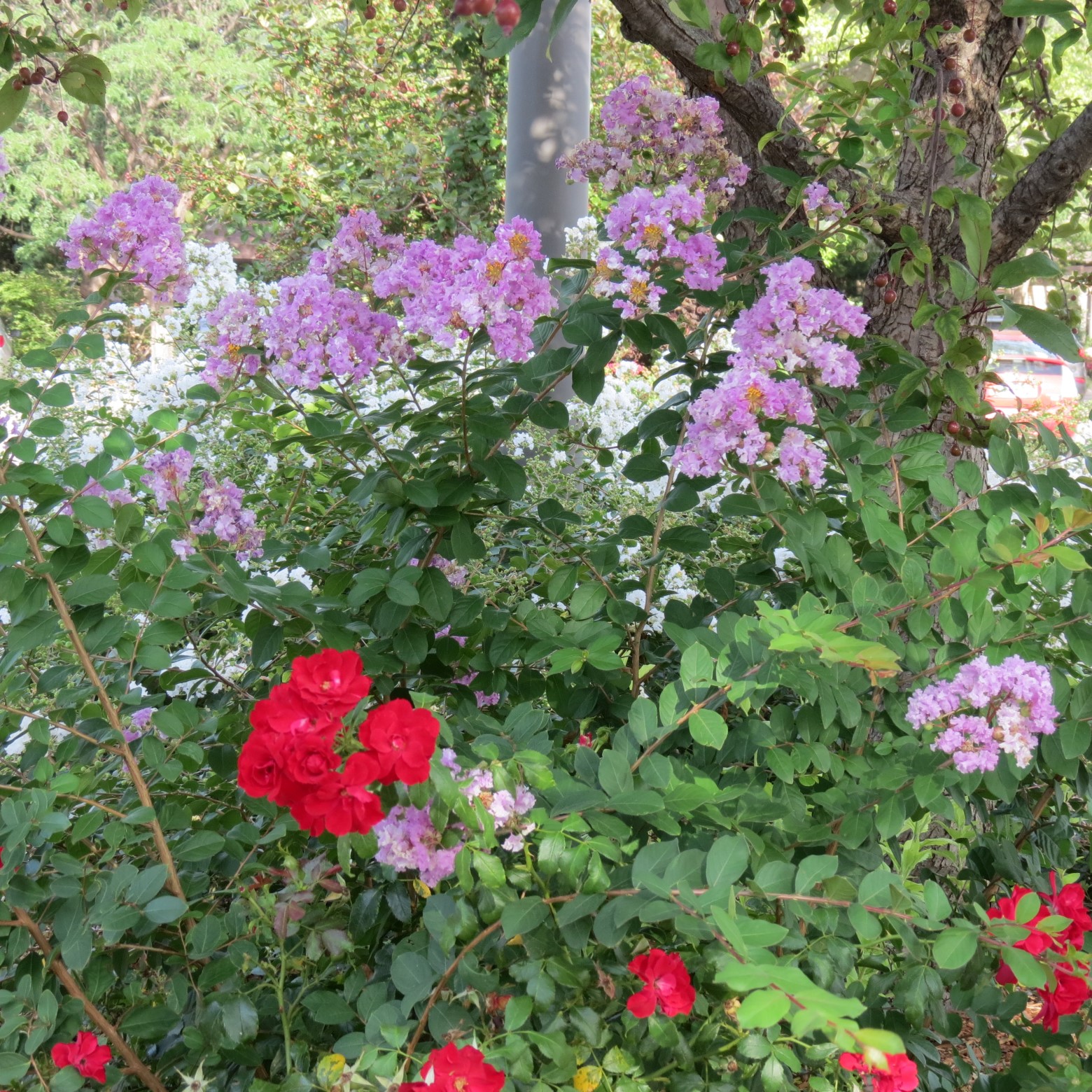 Wichita Botanical Gardens  1 of 98 (#9651)