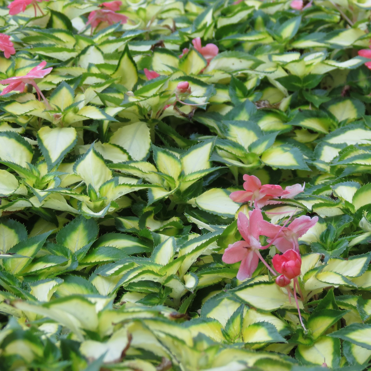 Wichita Botanical Gardens  4 of 98 (#9654)