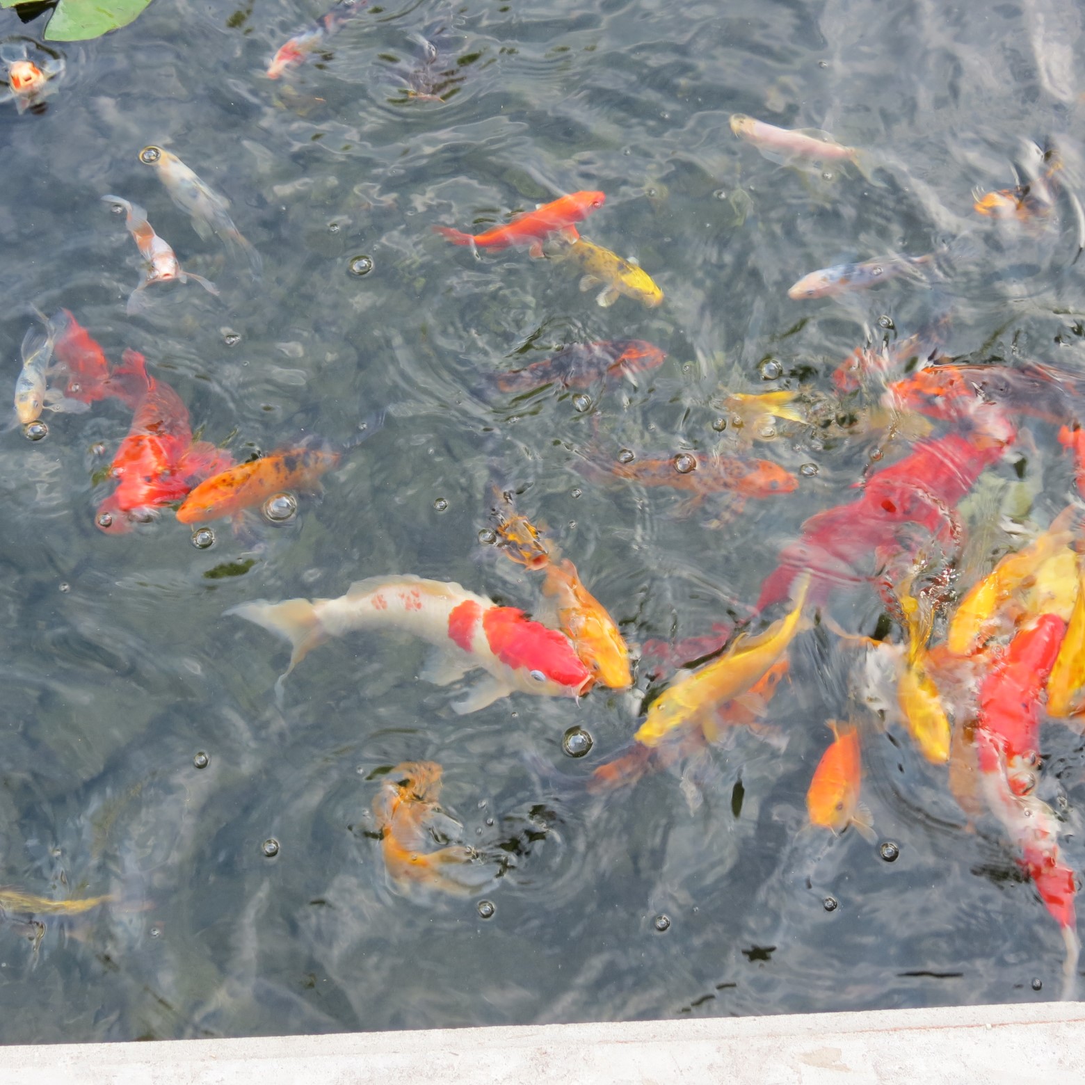 Wichita Botanical Gardens  5 of 98 (#9655)