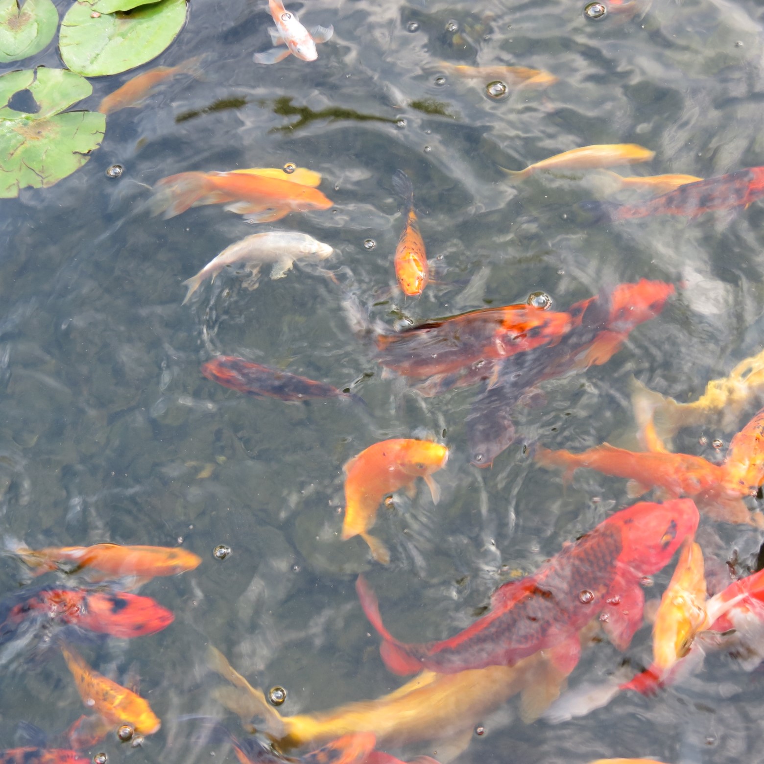 Wichita Botanical Gardens  6 of 98 (#9656)