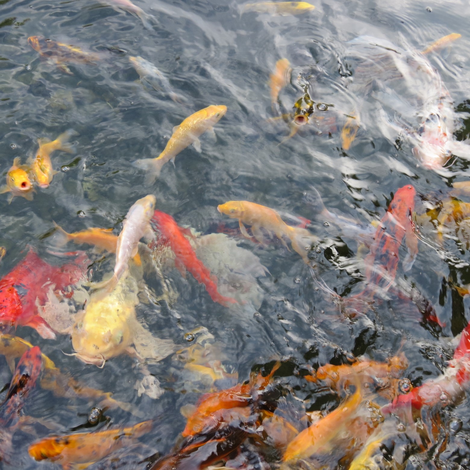 Wichita Botanical Gardens  7 of 98 (#9657)