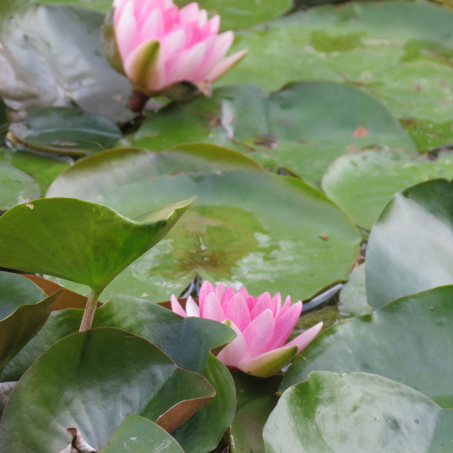 Wichita Botanical Gardens  8 of 98 (#9658)