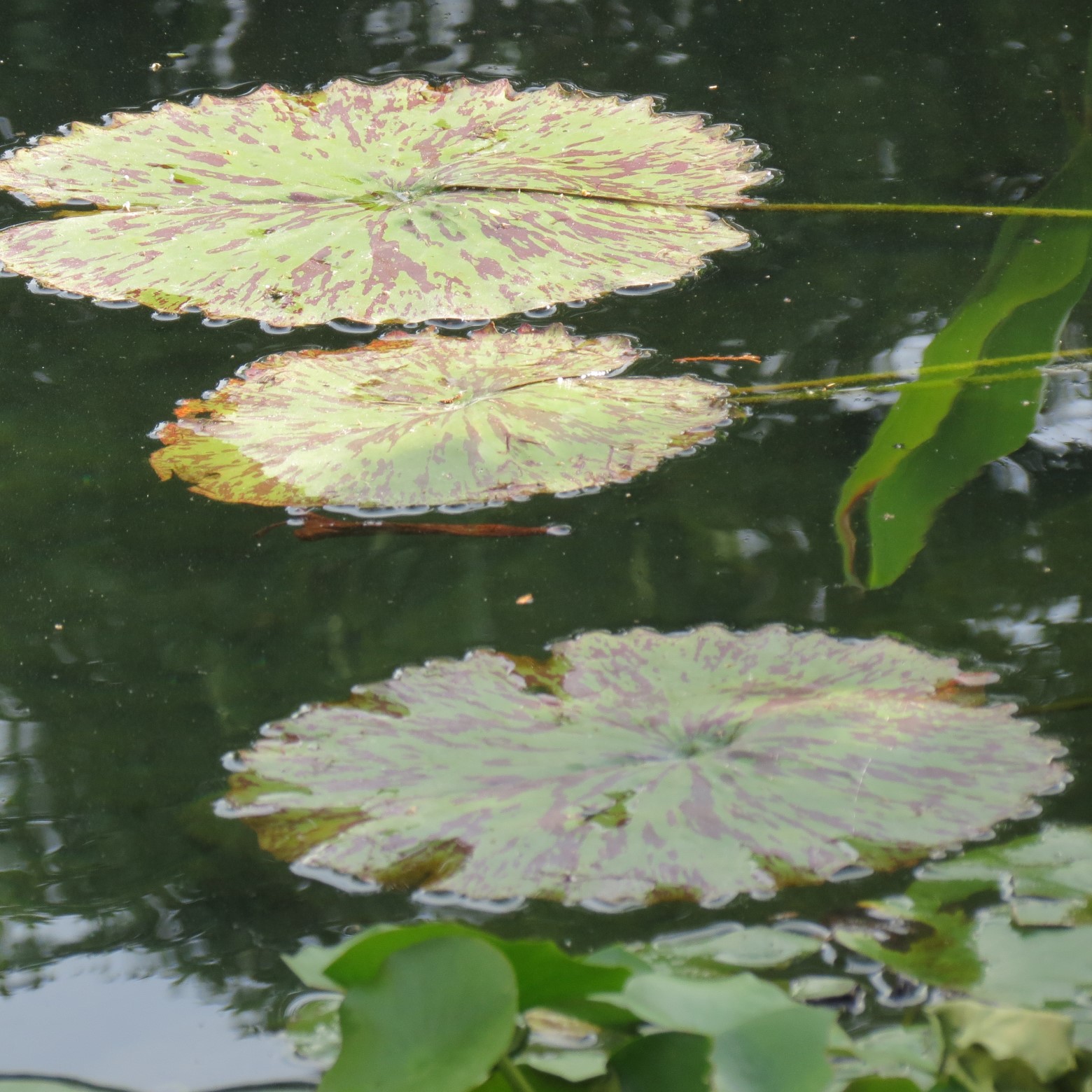 Wichita Botanical Gardens  9 of 98 (#9659)