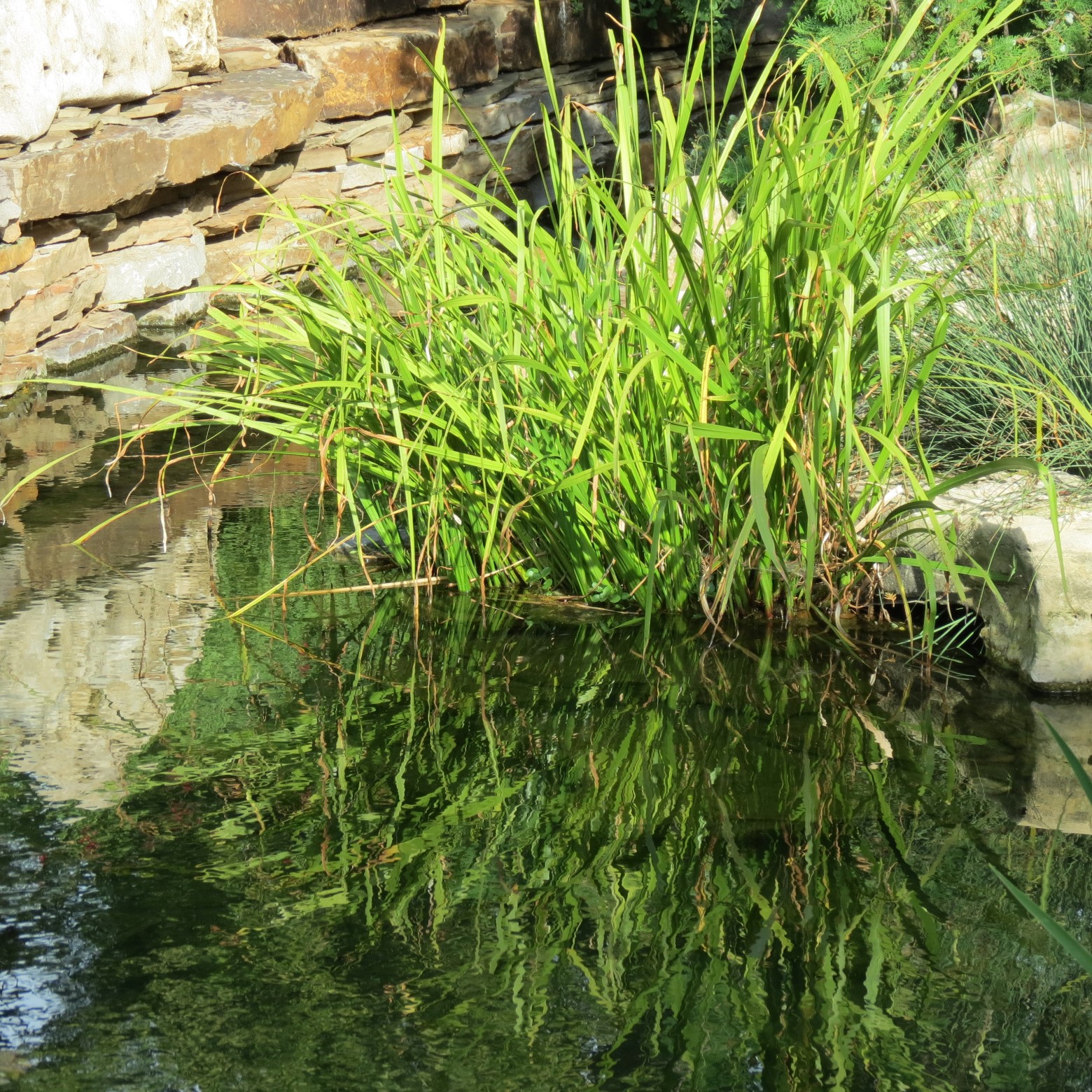 Wichita Botanical Gardens 10 of 98 (#9660)