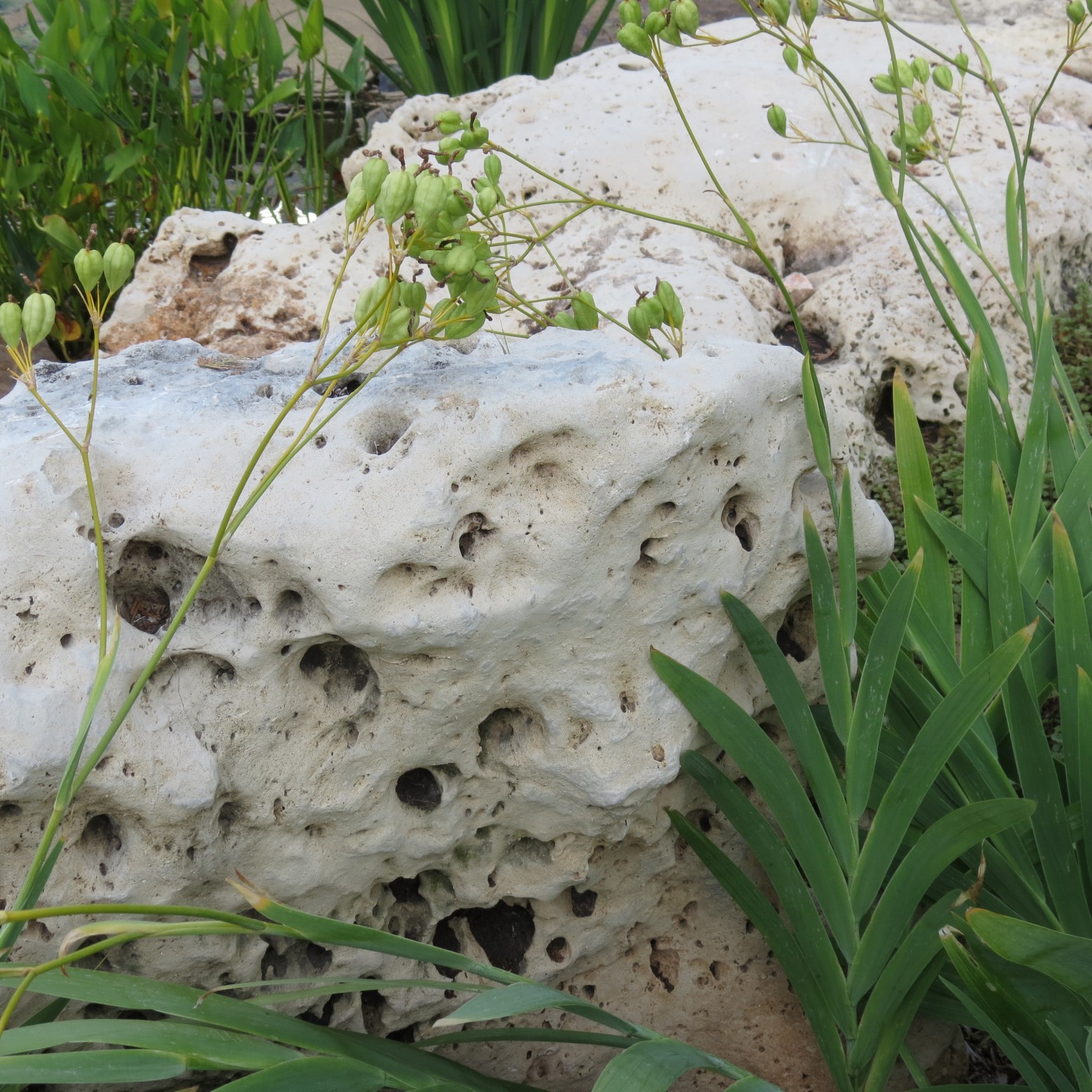 Wichita Botanical Gardens 11 of 98 (#9661)