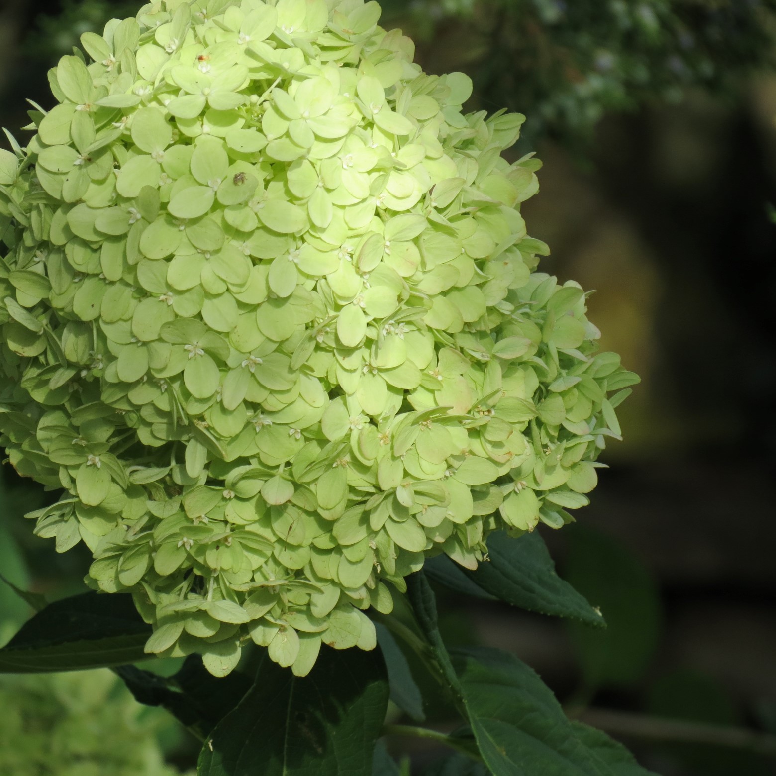 Wichita Botanical Gardens 12 of 98 (#9662)