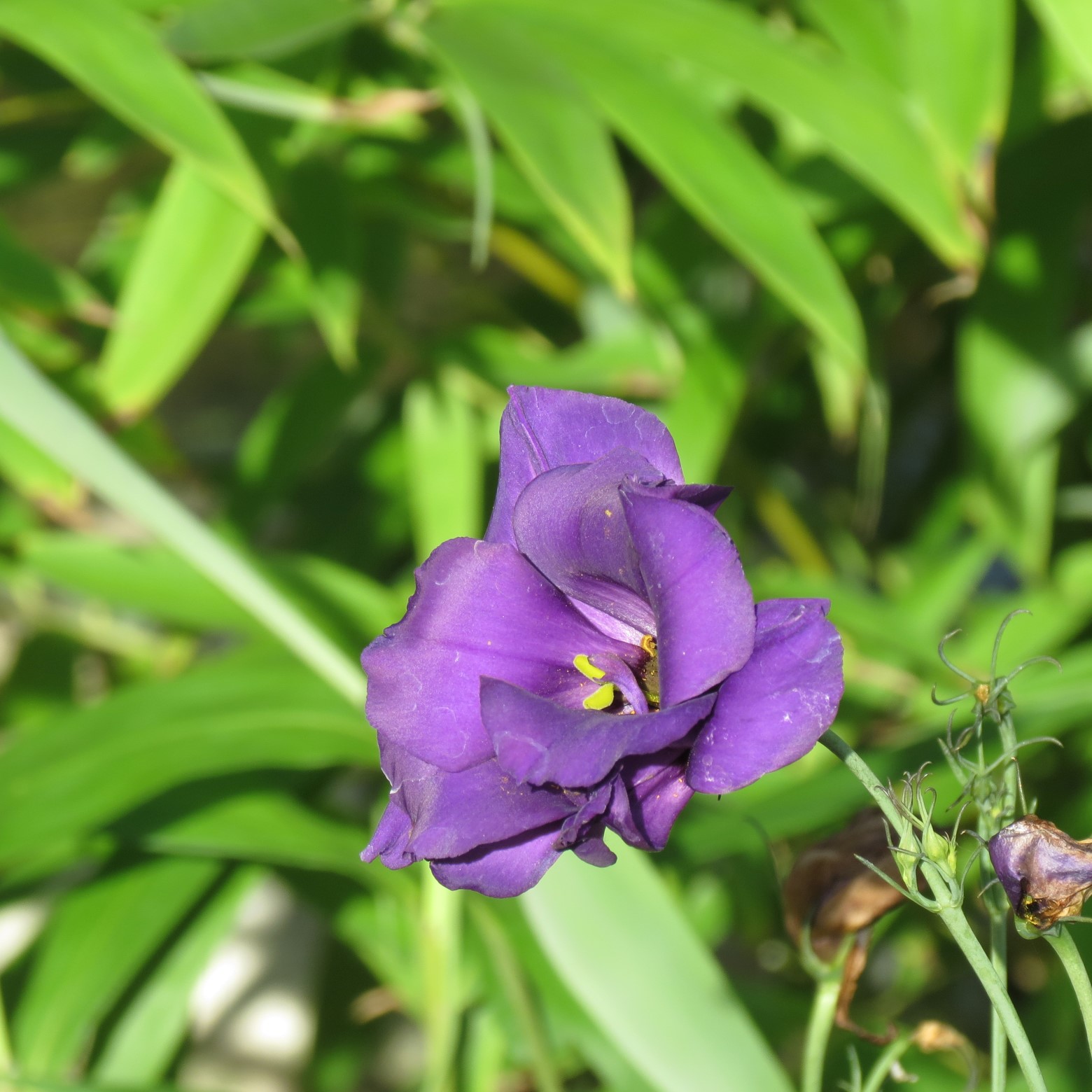 Wichita Botanical Gardens 14 of 98 (#9664)