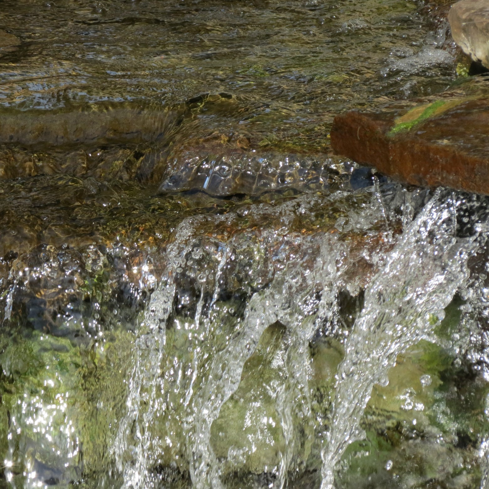 Wichita Botanical Gardens 16 of 98 (#9666)