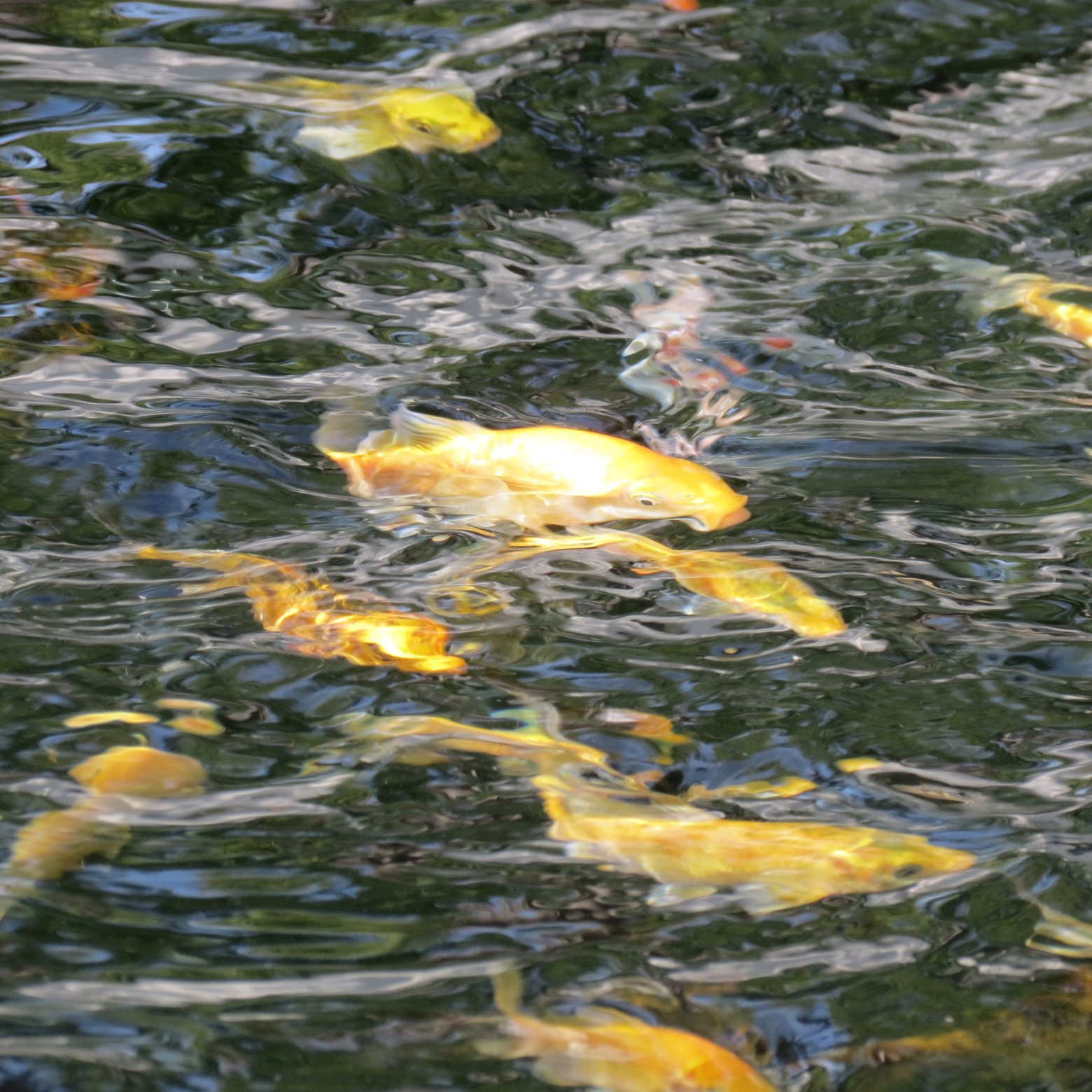 Wichita Botanical Gardens 18 of 98 (#9668)