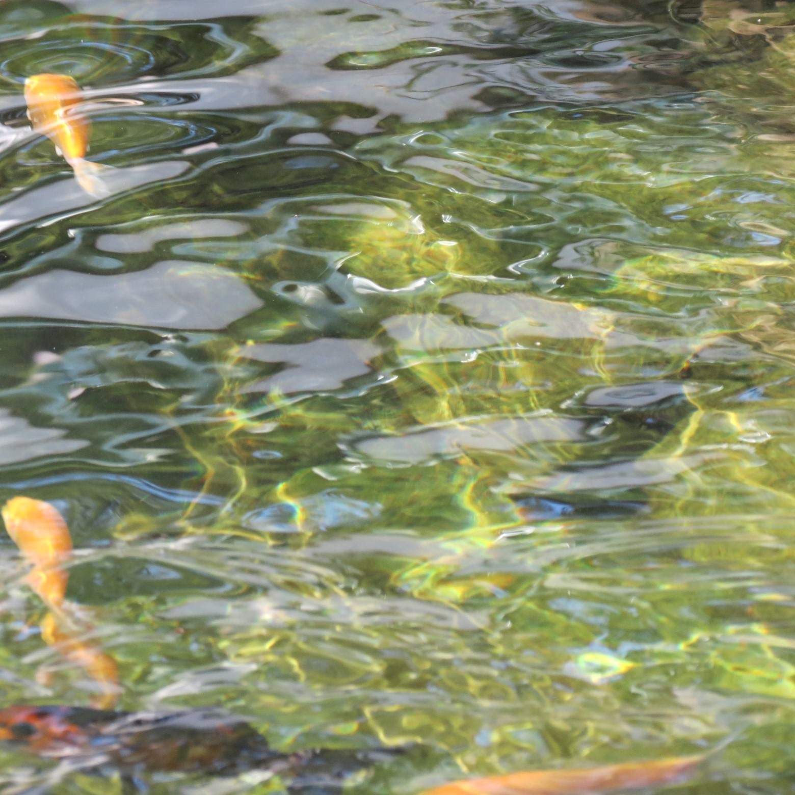 Wichita Botanical Gardens 19 of 98 (#9669)