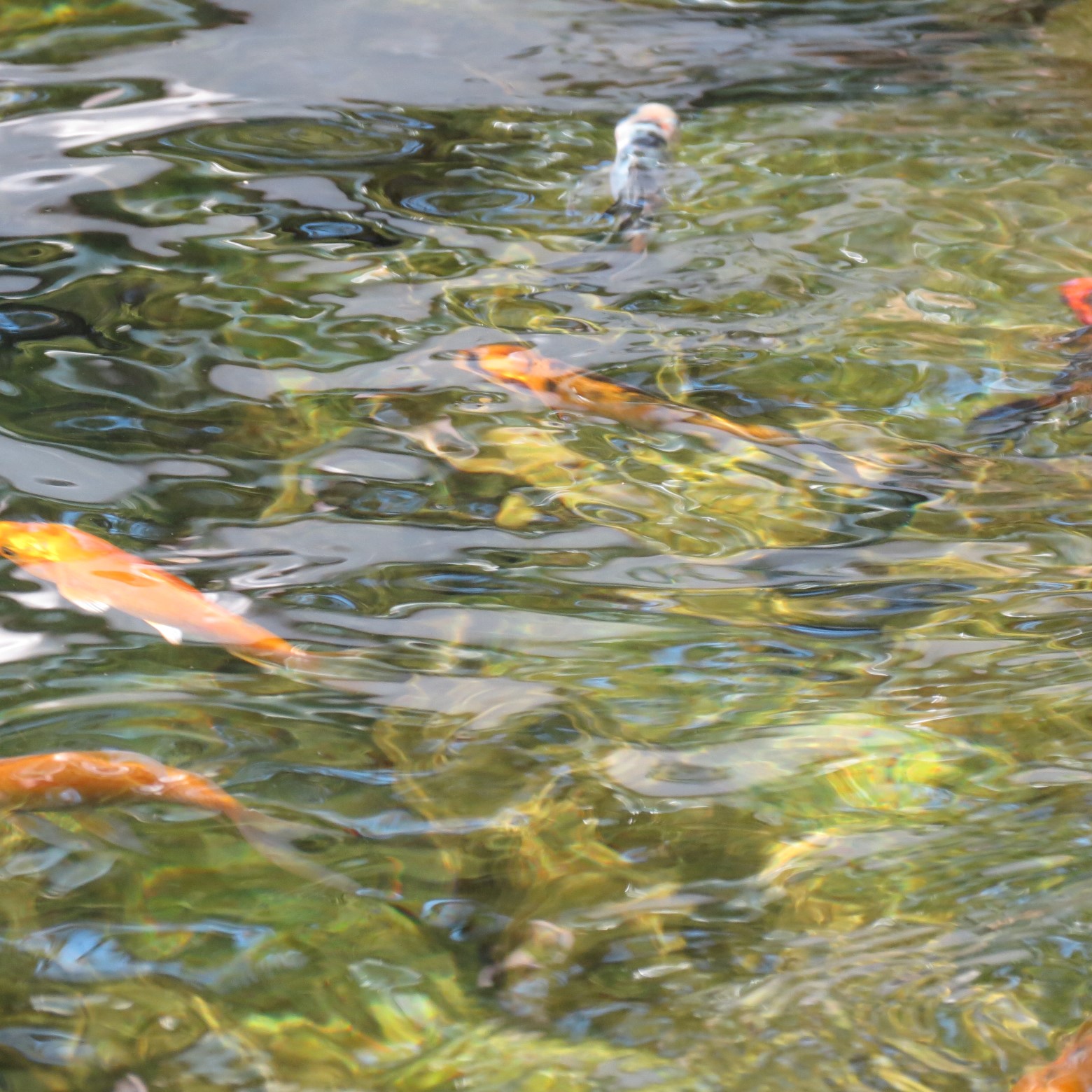 Wichita Botanical Gardens 20 of 98 (#9670)