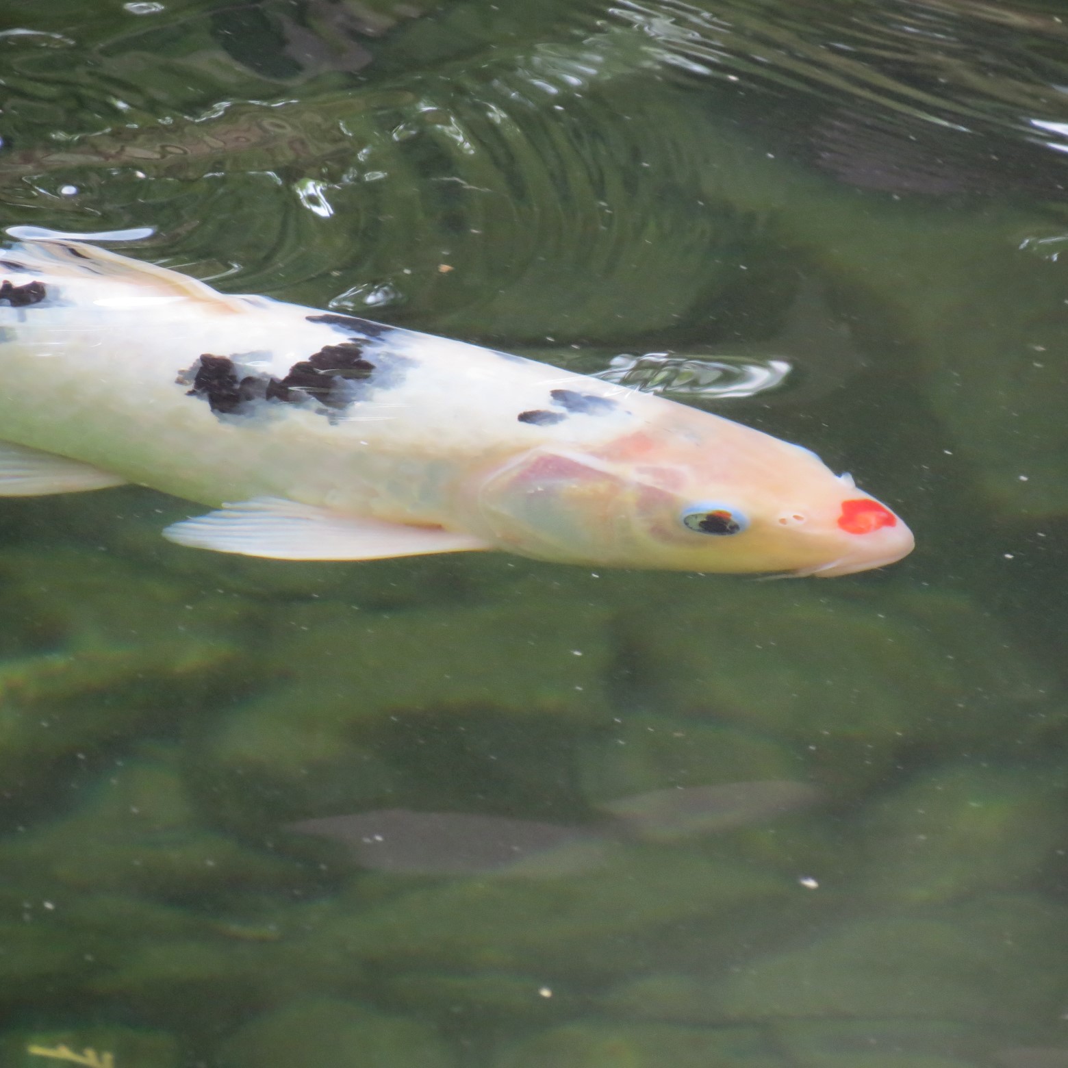 Wichita Botanical Gardens 24 of 98 (#9674)