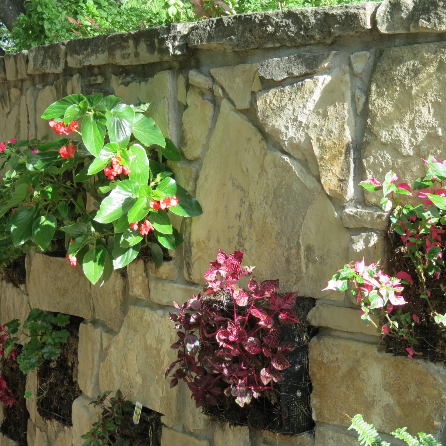 Wichita Botanical Gardens 28 of 98 (#9678)