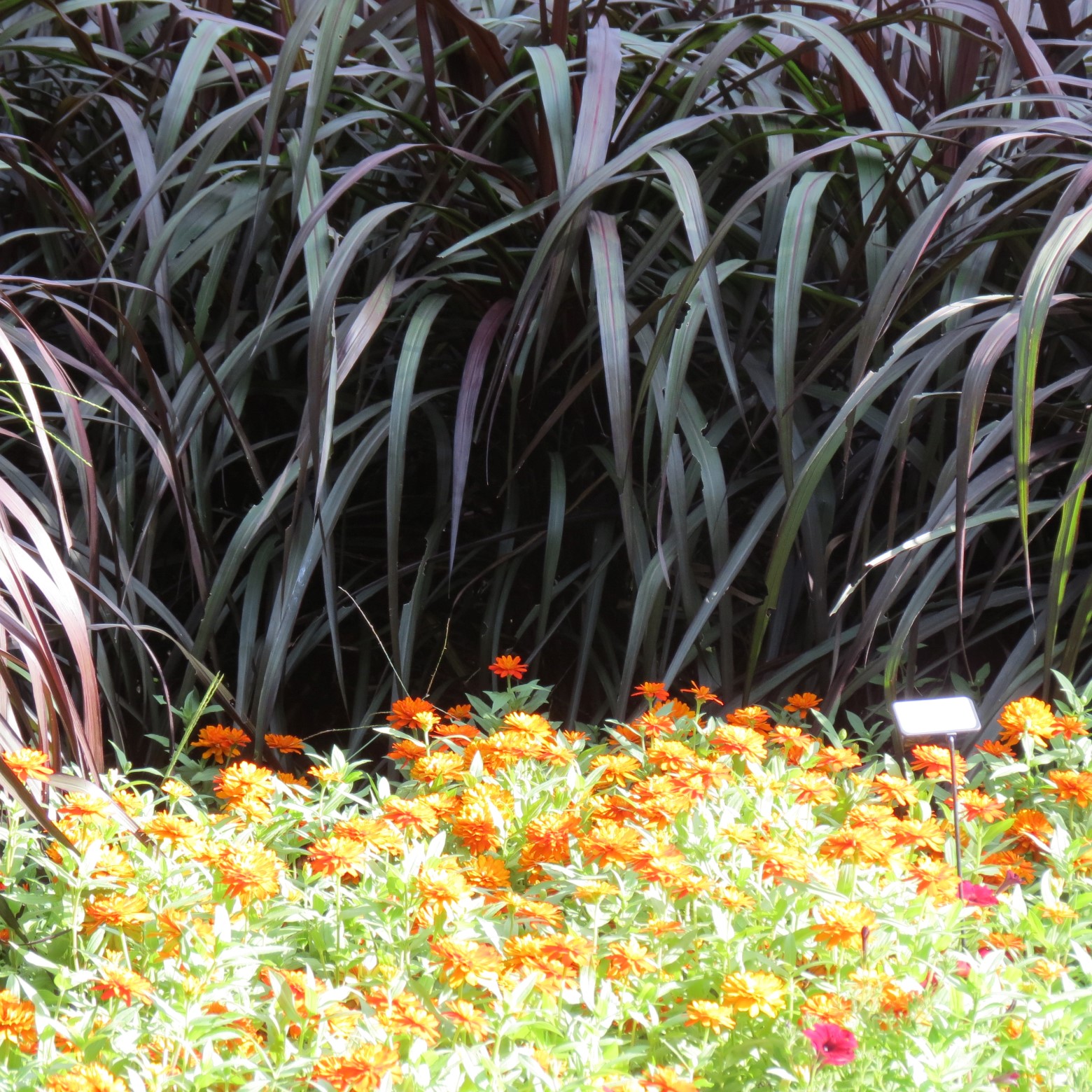 Wichita Botanical Gardens 29 of 98 (#9679)