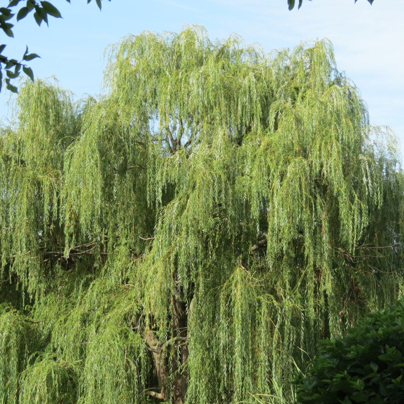 Wichita Botanical Gardens 32 of 98 (#9682)