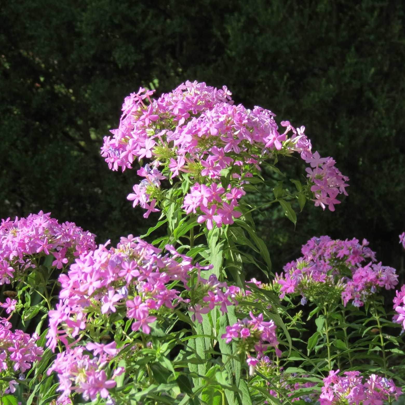 Wichita Botanical Gardens 34 of 98 (#9684)