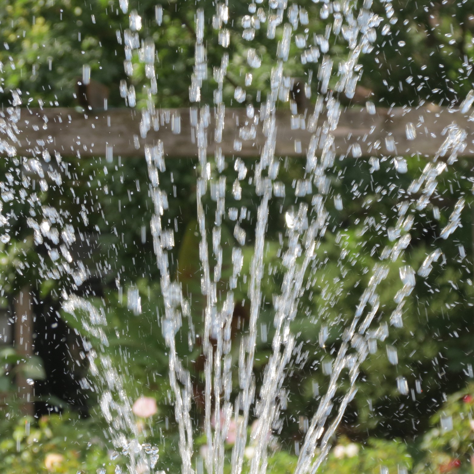 Wichita Botanical Gardens 38 of 98 (#9688)