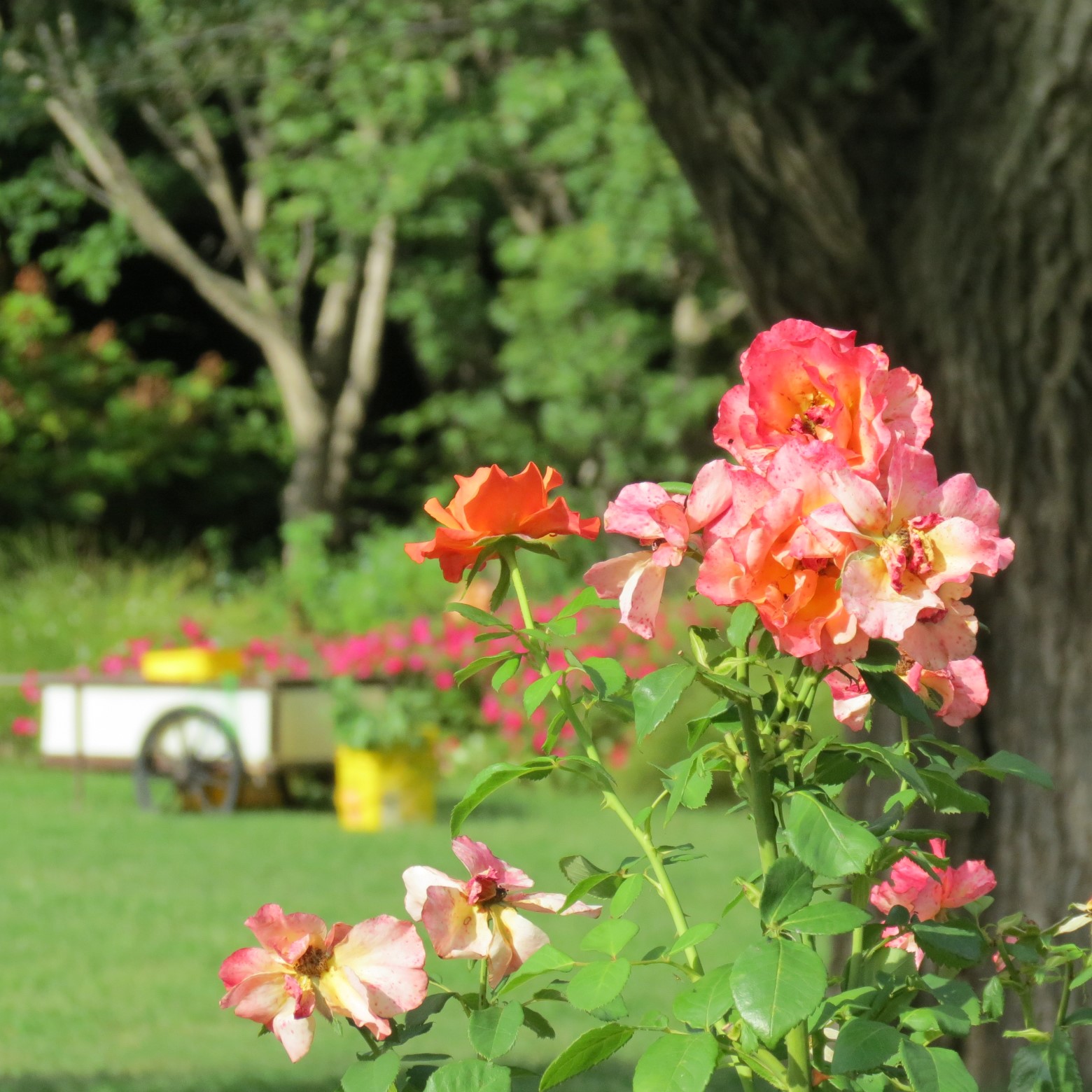 Wichita Botanical Gardens 40 of 98 (#9691)