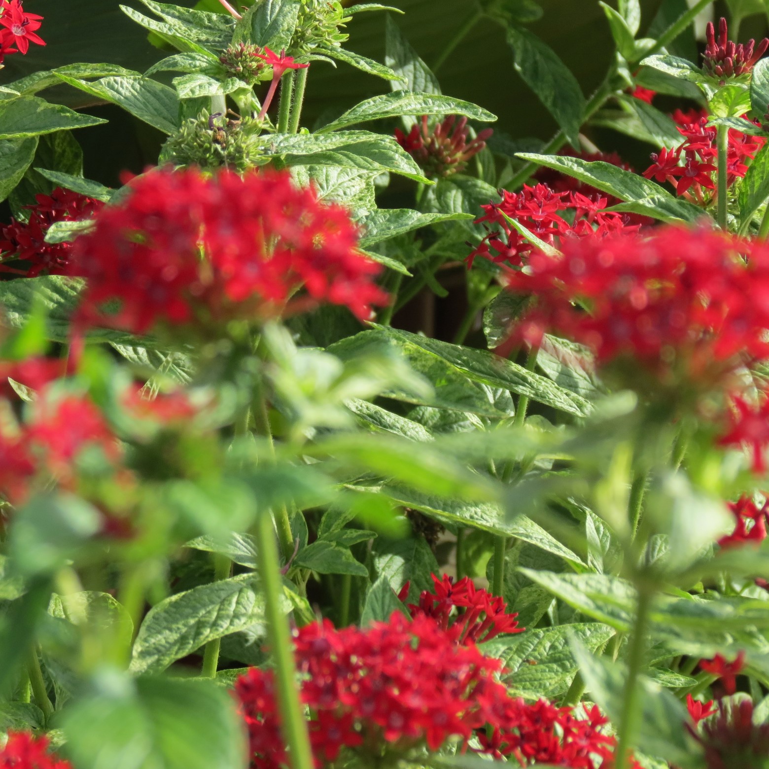 Wichita Botanical Gardens 41 of 98 (#9692)