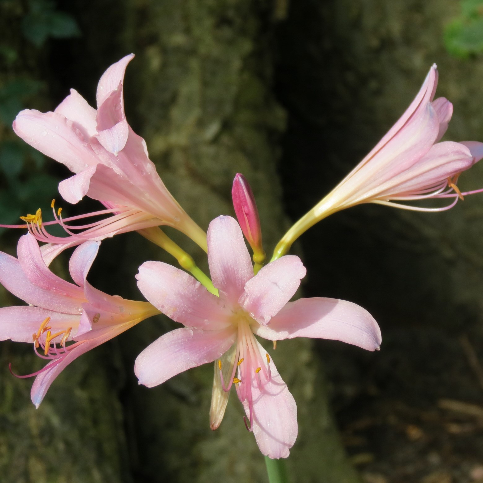 Wichita Botanical Gardens 43 of 98 (#9694)