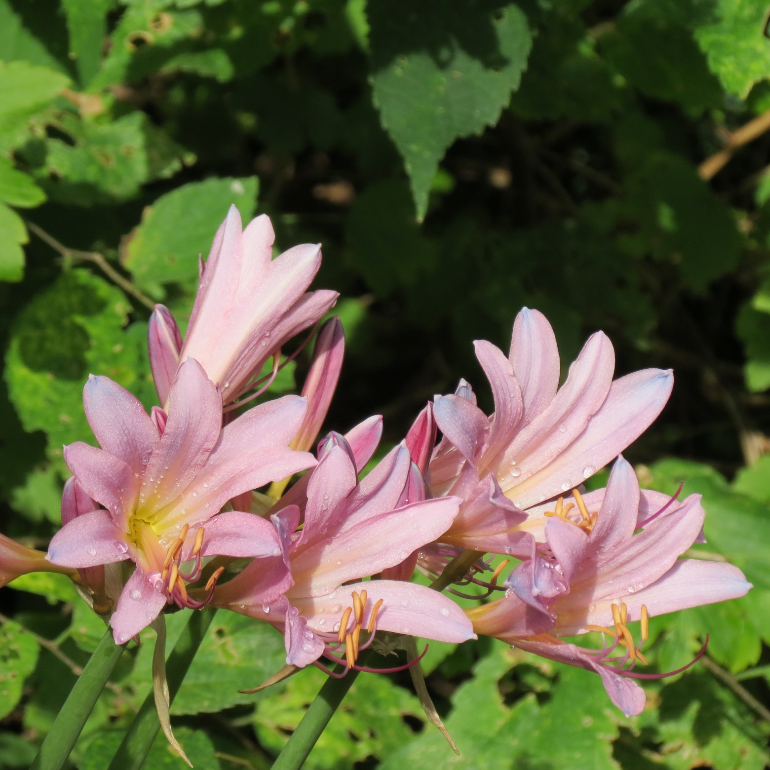 Wichita Botanical Gardens 45 of 98 (#9696)