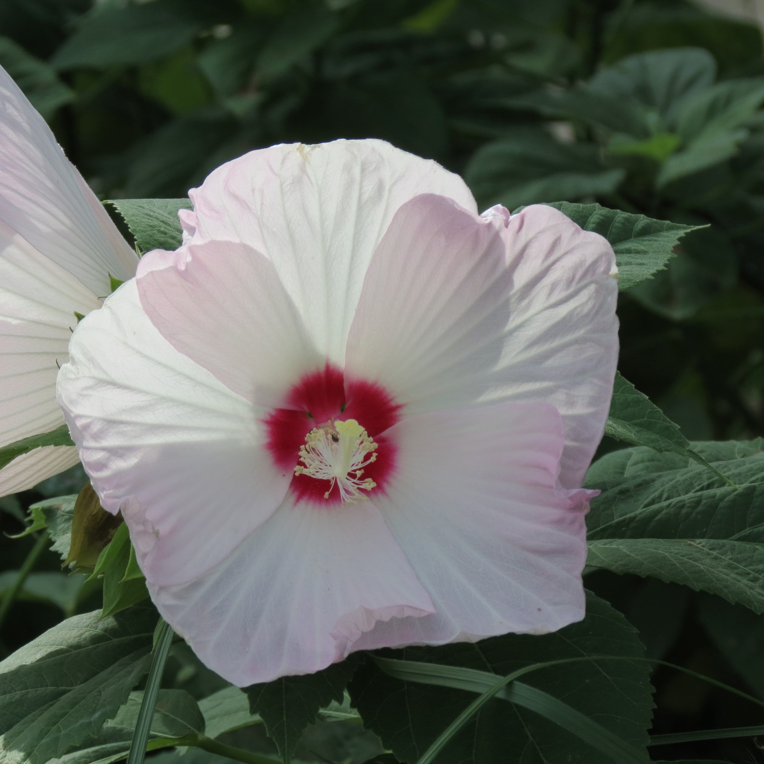 Wichita Botanical Gardens 46 of 98 (#9697)