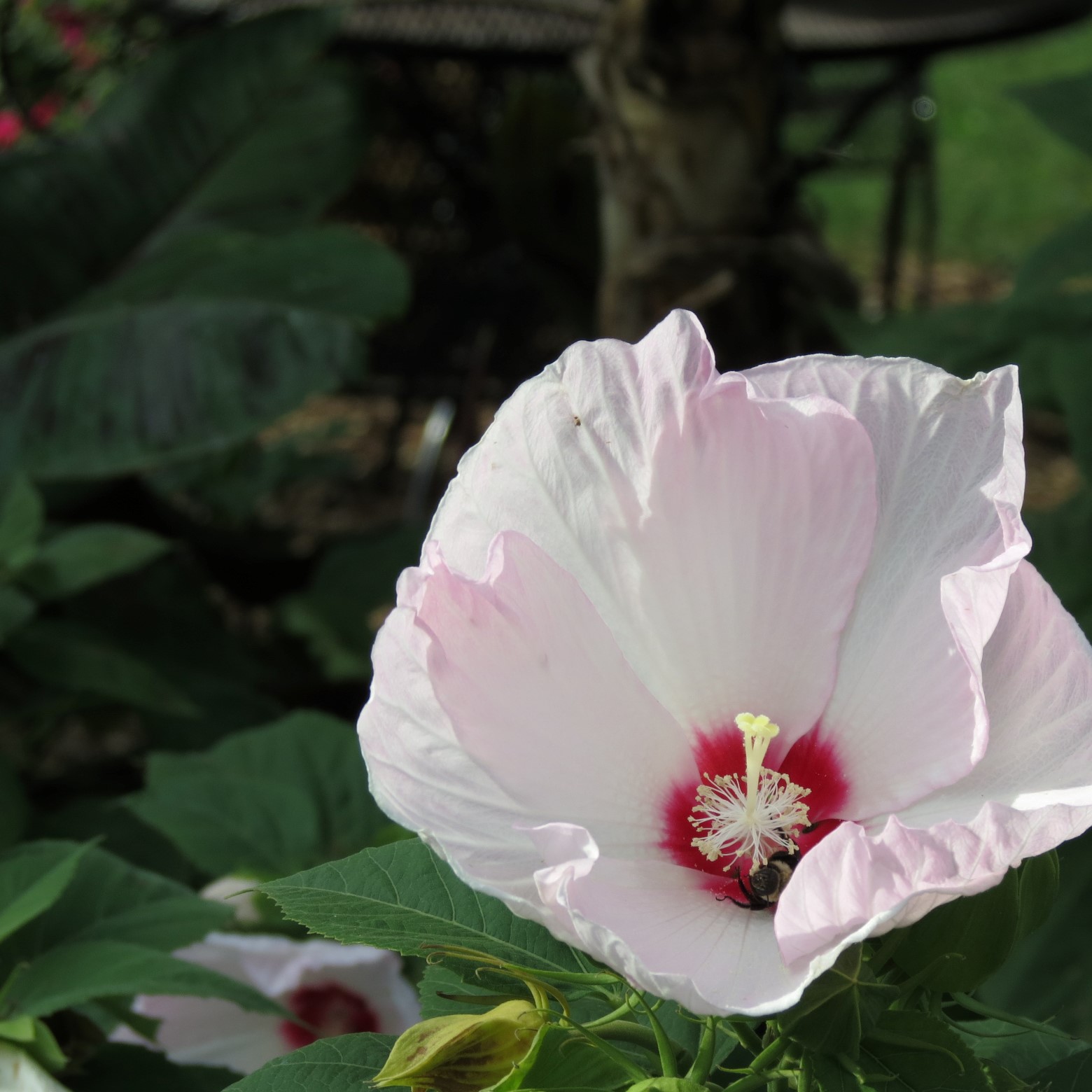 Wichita Botanical Gardens 47 of 98 (#9698)