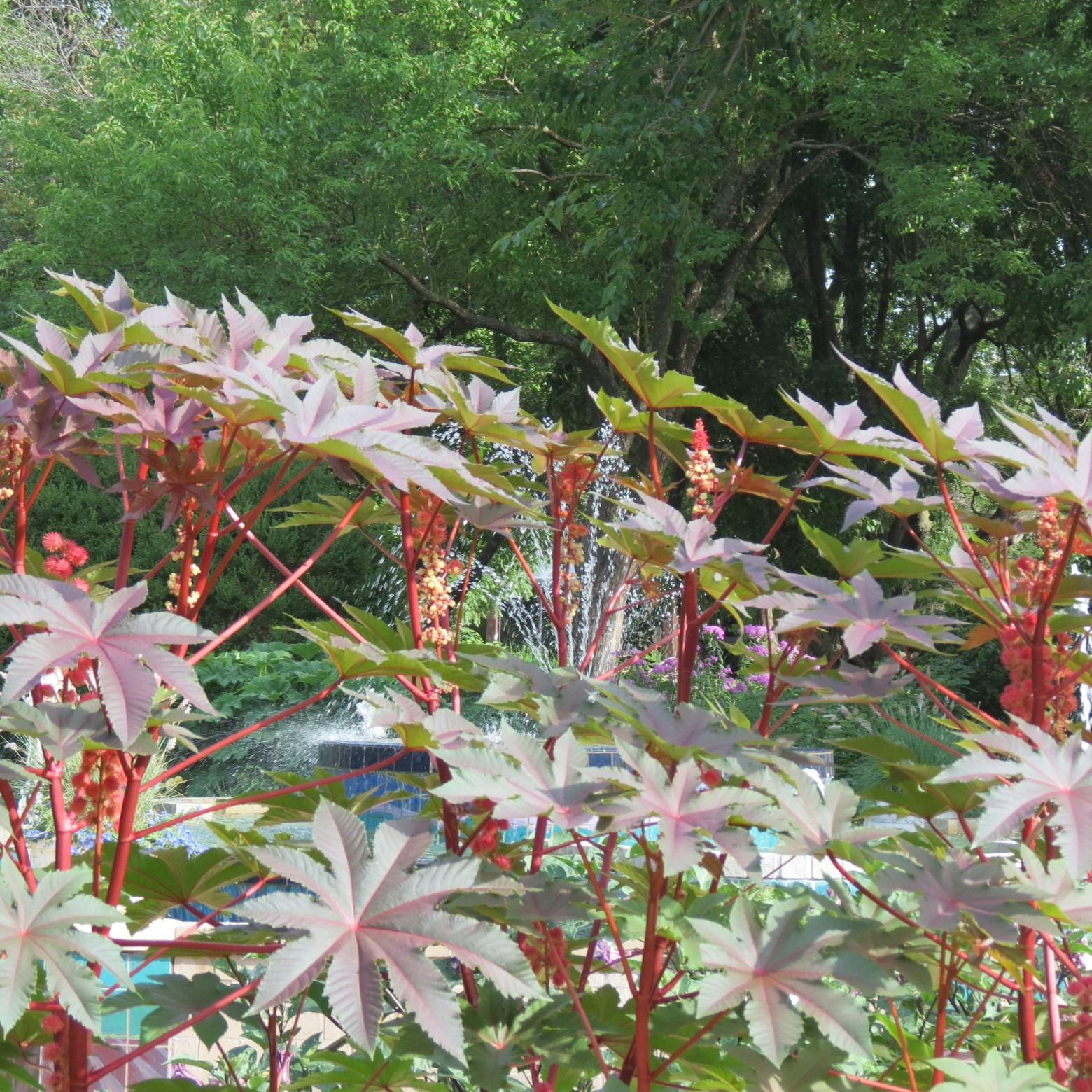 Wichita Botanical Gardens 48 of 98 (#9699)