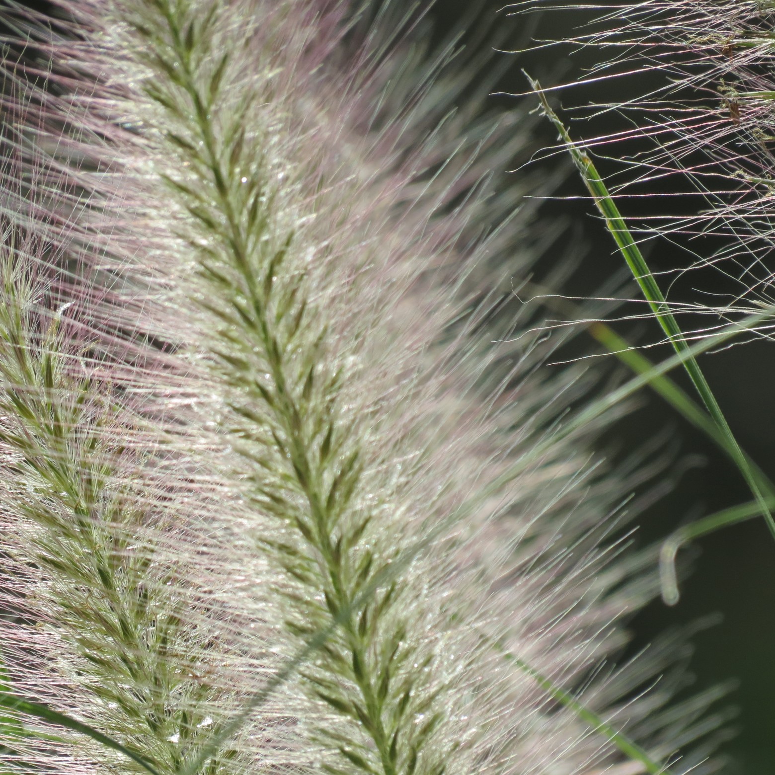 Wichita Botanical Gardens 50 of 98 (#9701)